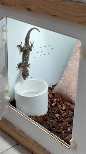 Jimmy (Gekko & Gecko, LLC) on Instagram: "Glad to catch a glimpse of this starry night out and feeding! #gekko #gekkopradapdao #starrynight #starrynighttokay #starrynightgecko #gekkogecko #tokaygeckosofinstagram"