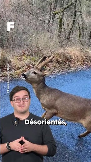 Un chevreuil totalement ivre au milieu de la route !