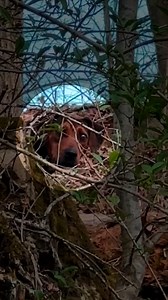 794K views · 33K reactions | We just heard the most incredible, heart-warming story about this blind mama dog and her puppies... rescued from a life of survival in the woods ❤️ To help save more animals visit: thedo.do/LucksRescueDonate | The Dodo | Facebook