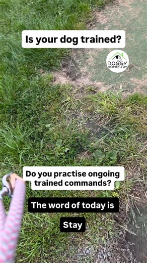 HomeStay4dogs on Instagram: "Dog training is ongoing. One Word Command revision challenge for Rocky today was STAY . Try it and let me know how you went. Happy to give tips @homestay4dogs"