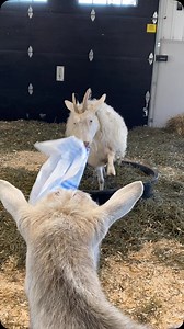 Rate Molly’s performance! Not many things make Molly as happy as a shavings bag to wave around. It is one of the cutest things! Look at her happy little tail. Molly puts on quite the show. Arnold and I were watching until Molly got bored and ditched the bag. We give her a 10/10 for this bag twirling routine (we will overlook the drop) | Black Goat Farm and Sanctuary