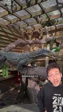 There’s a reason they call it a Crocodile Monitor… just watch 👀🔥 #funfact #didyouknow