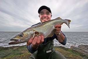 Filey Brigg Providing Top Pollack, Coalfish and Codling Action
