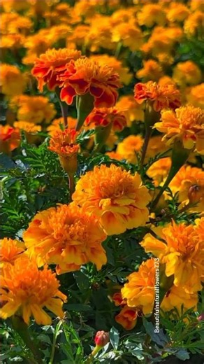 Beautiful Marigold Flowers in Bloom 🌼 | Relaxing Garden Tour 4K