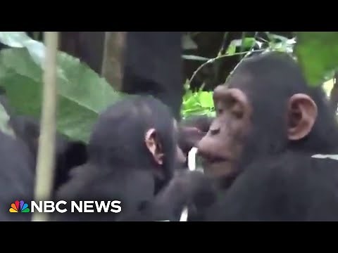 Endangered chimps filmed performing first aid on each other