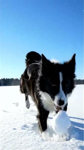 Adorable Puppies and Family play snow 33 #cute #cuteanimals #puppy #snow #animals #cute #pets