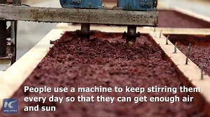 Cuisine in southwest China’s Sichuan Province has been conquering the world with its fiery, flavorful taste. And the sauce is said to be “the soul” of it. Follow us to see how to make an authentic Sichuan-style sauce. | China Xinhua News