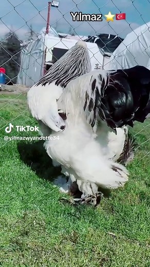 Light Brahma Chickens: Resistant to All Weather Conditions