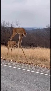 Drivers and nearby residents stopped to film after two mountain lions were spotted moving through the Branson area with unusually long, deer-like legs attached higher on their bodies. The animals walked normally, but their proportions left witnesses confused and unsettled as the footage spread.#Branson #Ozarks #BreakingNews #Wildlife #MountainLions #UnusualSighting #Missouri #ViralVideo | Branson Area Breaking News