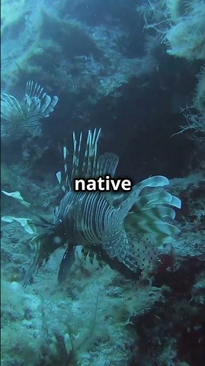Red Lionfish: Ocean's Stealthy Invader! | Facts and Stories plus!