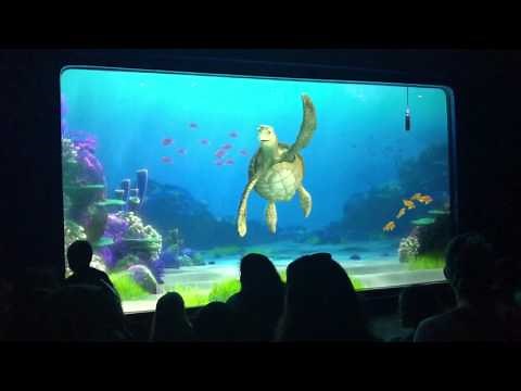 Turtle TALK with Crush from Finding Nemo has 65 kids ! He names them all ! Super Funny@ DISNEY CAL