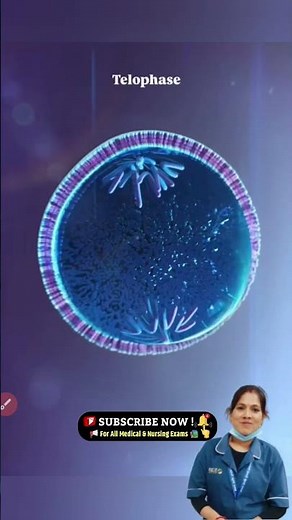 Mitotic Cell Division #celldivision #mitosis