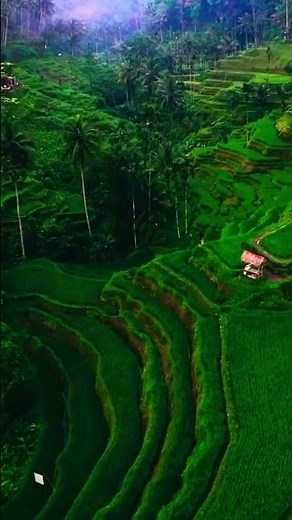 Tegallalang Rice Terraces – Bali’s Most Breathtaking View!