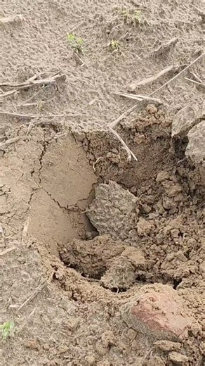 4.3K views · 163 reactions | That is an awesome button! . . #metaldetecting #metaldetectingfinds #Tennessee #tennesseehistory #military #militaryhistory #buttons | I Dig History | Facebook