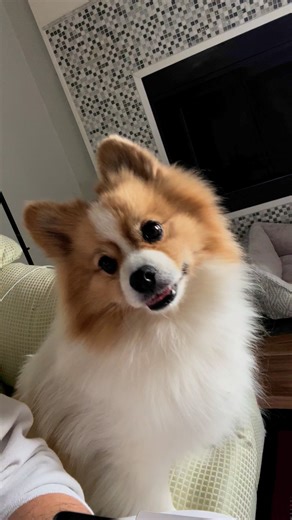 8.1K views · 206 reactions | My wife and I are officially dog parents! Say hello to our Reggie! He’s an 8 year old Pomeranian that already loves following us around (more my wife than me but we'll get there) . Big thank you to Cupcakes Pommy & Friends Rescue and Rehabilitation for all that you do for dogs like him and for introducing us to our new family member ❤️❤️ Tyler Magz | Virgin Radio Winnipeg | Facebook