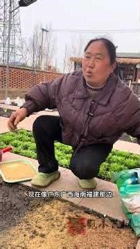 Perilla Enthusiasts Alert! Learn to Grow Your Own Perilla Today