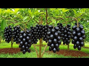 Easy Way to Plant Java Plum in Your Backyard! ! best idea propagating java plum tree