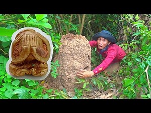 Đang đào tổ mối, vứt cuốc bỏ chạy vì tưởng tổ rắn nhưng quay lại biết mình sắp giàu to