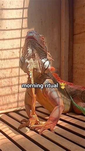 Iguana Sunbathing Like a King 👑🦎