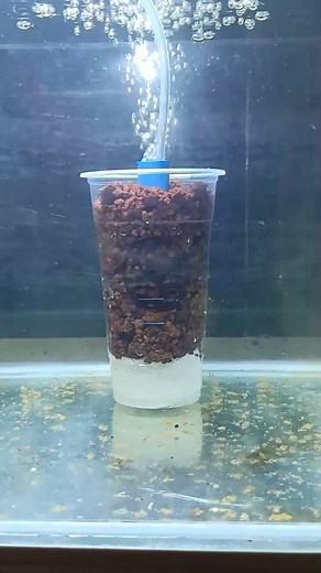 DIY filter using milkteacup #diy #diyfilter #diyprojects #lavarock #carbonfoam #filtermedia #guppynest | Guppy'Nest