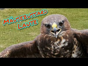 Mäusebussard Laute #LoveNature #Buteobuteo #tierlaute