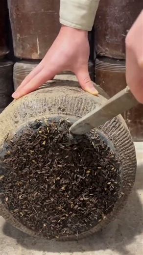 Separating a tree root easily process #shorts