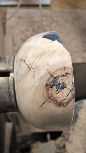 12 reactions · 4 comments | Just couldn't toss this piece of maple....