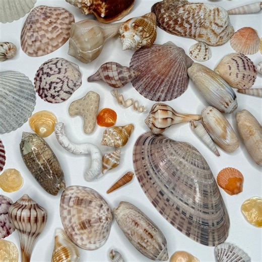 Florida Seashell Mixed Collection /crafts, Coastal Decor, Shell Collecting. - Etsy