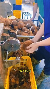Discover the Fastest Way to Shell Coconuts. #CoconutProcessing #EfficientShelling #FoodTech #QuickPrep #CoconutLovers | Doraya Jennings