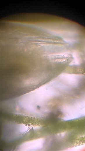 Hidden ostracod 🫣😅 sample taken from my aquarium. #microscope #aquaticpets #aquarium #microbiology