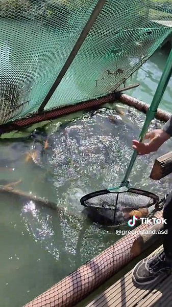 Ripopolamento delle trote a Pescara: una mattinata speciale