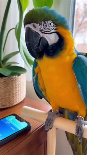 PARROT REPEAT MODE #parrot #model
