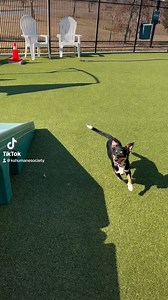 3K views · 41 reactions | Kansas Humane Society on Reels | Facebook