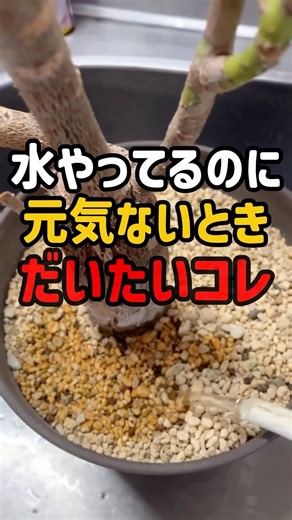 水やってるのに元気ない原因、だいたいこれ… #観葉植物 #枯れた