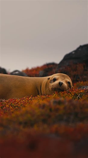 Abercrombie & Kent on Instagram: "The extraordinary wildlife of the Galápagos archipelago makes it a magnet for nature-lovers. An @ecoventura_galapagos expedition cruise reveals the islands’ natural glory up close, with excursions led by expert naturalists. Is the Galápagos on your must-visit list? #AbercrombieKent #LifeWellTravelled #Galápagos"