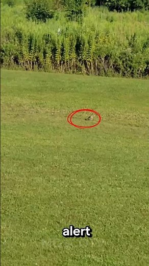 🪶 Meet the Quail! #subscribe #animals