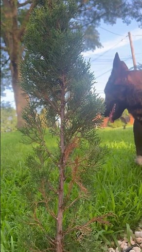 Italian cypress tree problems