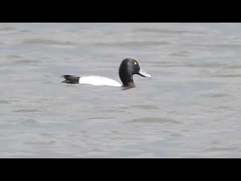 Lesser Scaup, Marshside RSPB, 29.5.22