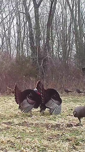 10K views · 130 reactions | These gobblers are geared up for spring! #turkeyseason #turkeyhunting | Turkey & Turkey Hunting | Facebook