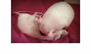 Play, Tiff or Clash? Understanding Pet Rat Relationships