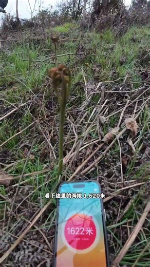 Hiking in the mountains and fields the first wave of ferns in spring is so fresh that it m