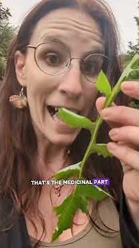 The Best Wild Painkiller: Lactuca spp. (Wild Lettuce) #foraging #herbalism