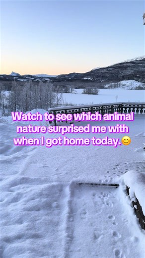 Moose Encounters in Arctic Scenery