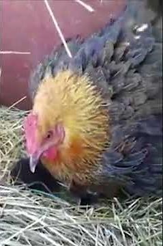 Chicken Adopts Kittens