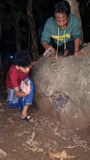 wah anak ayam banyak kali #shortvideos #nature #viral
