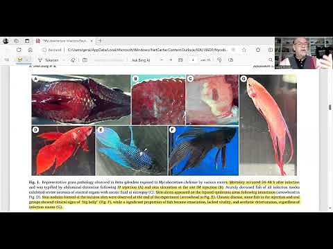 Study nr. 6 How do fish get Fish Tuberculosis or bacterial infection Mycobacterium