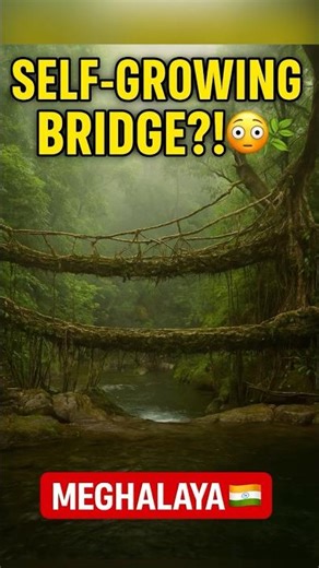 Living Root Bridges: Self-Growing Architecture of India! 😳🌿#shorts