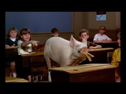 Arnold Ziffel Gets Kicked Out of Hooterville Elementary - Green Acres - 1970