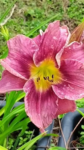 Polymerous daylily, daylilies with extra petals #daylilies