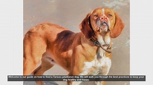 How to Feed Your Tarsus Çatalburun Dog: Best Practices for a Healthy Pet